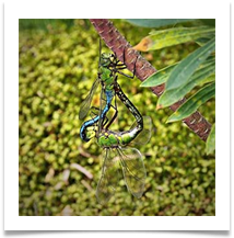 3 - Cambridge Botanical Gardens - Chris Beesley